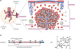 An illustration of infected erythrocytes (IE) clustering in the intervillous space around placental villi.