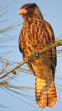 Juvenile seen in June in Santa Catarina, Brazil