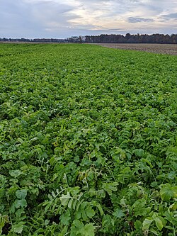 A cover crop of tillage radish in early November