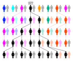 Through random drift or selection, lineage will trace back to a single person. In this example over 5 generations, the colors represent extinct matrilineal lines and black the matrilineal line descended from the mt-MRCA.