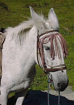 Mules are hybrids with interspecific sterility.