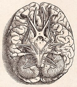 Andreas Vesalius' Fabrica, published in 1543, showing the base of the human brain, including optic chiasma, cerebellum, olfactory bulbs, etc.