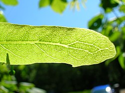 The venation within the bract of a linden