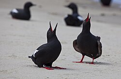 Male and female Pigeon Guillemot, Cepphus columba, mutual courtship display