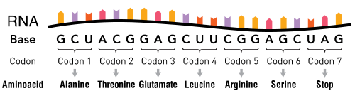 An RNA molecule consisting of nucleotides. Groups of three nucleotides are indicated as codons, with each corresponding to a specific amino acid.