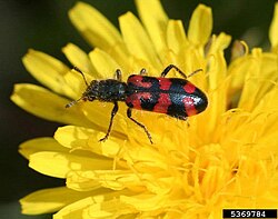 One predator of M. rotundata, Trichodes ornatus, on a yellow inflorescence
