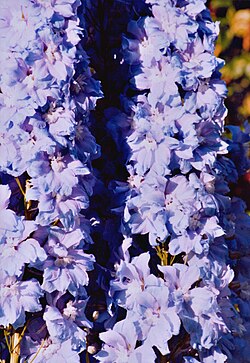 A Delphinium cultivar