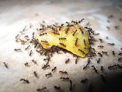 Ants eating a piece of fruit