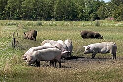 Denmark is a major producer and exporter of pork products.