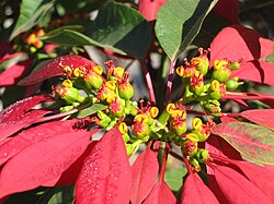 Poinsettia bracts are leaves that have evolved red pigmentation to attract insects and birds to the central flowers, an adaptive function normally served by petals (which are themselves leaves highly modified by evolution).
