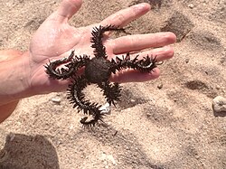Tropical black brittlestar (Ophiocoma erinaceus) held in hand at Réunion.