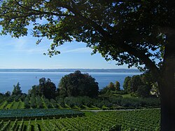 Lake Constance, seen from a vineyard