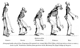 The frontispiece to Huxley's Evidence as to Man's Place in Nature (1863) compares ape and human skeletons. The gibbon (left) is double size.