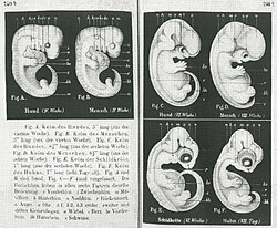 Illustrations of dog and human embryos, looking almost identical at 4 weeks then differing at 6 weeks, shown above a 6-week turtle embryo and 8-day hen embryo, presented by Haeckel in 1868 as convincing proof of evolution. The pictures of the earliest embryonic stages are now considered inaccurate.[55]