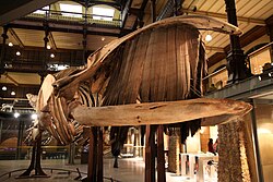 Mouth plates of a baleen whale