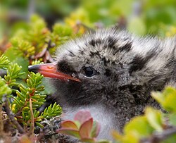 This Arctic tern chick still has its egg tooth, the small white projection near the tip of its upper mandible.
