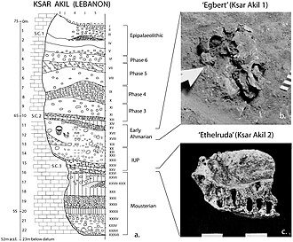 Layer sequence at Ksar Akil in the Levantine corridor, and discovery of two fossils of Homo sapiens, dated to 40,800 to 39,200 years BP for "Egbert",[10]: e72931 and 42,400–41,700 BP for "Ethelruda"[10]: e72931