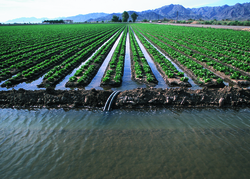 Romaine farms in Yuma