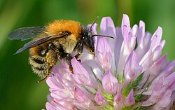 Red clover is a good pollen and nectar source for bumblebees