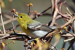 Yellow-throated vireo