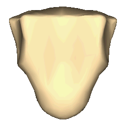 Xiphoid process
