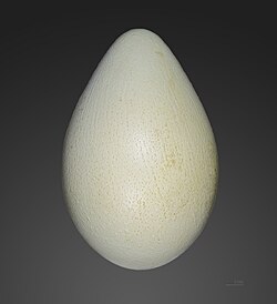 The egg of the emperor penguin. It is 13.5 × 9.5 cm and avocado-shaped.
