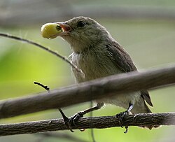 Pale-billed flowerpecker feeding on Muntingia calabura