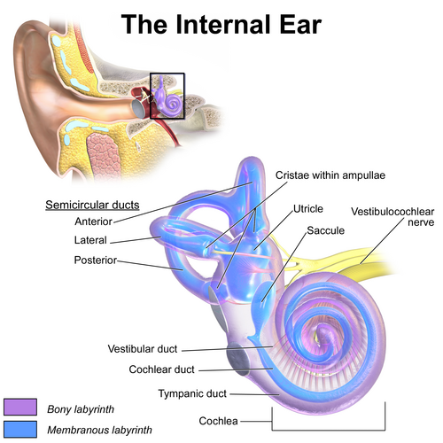 The outer ear receives sound, transmitted through the ossicles of the middle ear to the inner ear, where it is converted to a nervous signal in the cochlea and transmitted along the vestibulocochlear nerve.