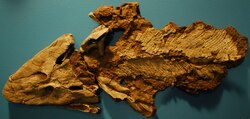 Fossil of Tiktaalik