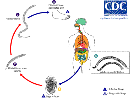 Hookworm life cycle. The adults spend all their life in the gut of infected humans, challenging their immune system.