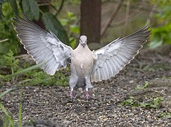 A landing collared dove (Streptopelia decaocto) displays the contour and flight feathers of its wings.