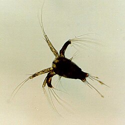 The nauplius larva of a penaeid shrimp