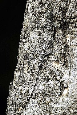 A Draco lizard showing camouflage methods including background matching, disruptive coloration, reduction of shadow, and cryptic behavior in Bandipur National Park