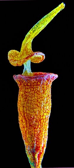 Dehisced capsule of a sporophyte, with the operculum remaining attached via the columella