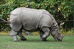 An Indian rhinoceros