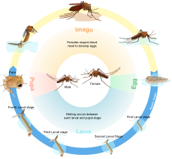 Life cycle of a mosquito. An adult female mosquito lays eggs which develop through several stages to adulthood. Reproduction completes and perpetuates the cycle.