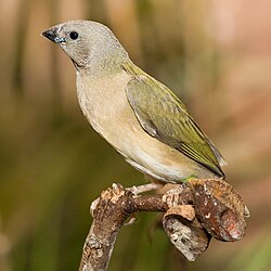 A young Gouldian finch (first day out of the nest), still with the blue nodules on the side of its beak