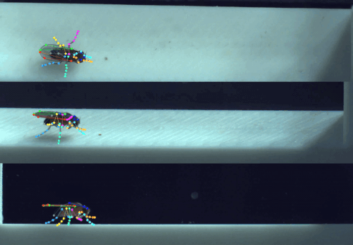 High-speed, multi-view recording of a freely moving fly. Colored circles represent 50 different body landmarks, tracked with JARVIS-HybridNet.[151]