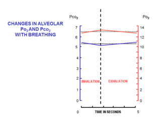 Fig. 5. The changes in the composition of the alveolar air during a normal breathing cycle at rest. The scale on the left, and the blue line, indicate the partial pressures of carbon dioxide in kPa, while that on the right and the red line, indicate the partial pressures of oxygen, also in kPa (to convert kPa into mm Hg, multiply by 7.5).