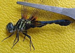 Blue dasher, Pachydiplax longipennis, with water mites massed on the underside of its body
