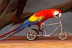 Scarlet macaw riding a tricycle at a show in Spain