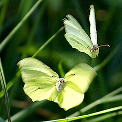 A pair of brimstone butterflies in flight. The female, above, is in fast forward flight with a small angle of attack; the male, below, is twisting his wings sharply upward to gain lift and fly up towards the female.
