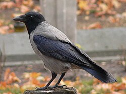 Hooded crow, Corvus cornix