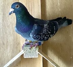 A modern day racing pigeon wearing an electronic timing ring