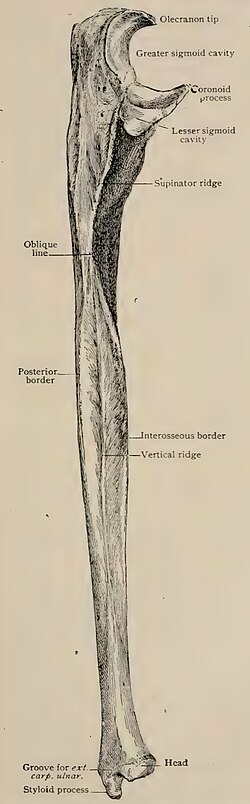 Right ulna, lateral aspect. (After Piersol.)