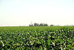A soybean field in Argentina