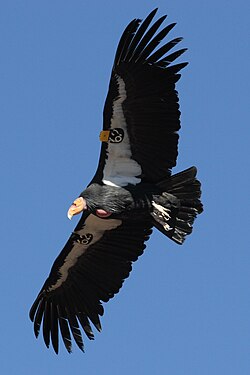 A California condor marked with wing tags