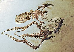 Fossil lizard Dalinghosaurus longidigitus, Early Cretaceous, China