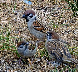 One adult and two juveniles
