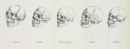 Blumenbach's five races